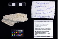 Foto (Objekt + Etikett) von Discutiolira moesica (Muţiu & Bădăluţă, 1971)  (NHMW-GEO-2017-0089-0005)